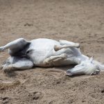 Pferde: Kolikprävention