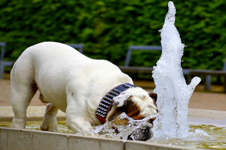 Wieviel Wasser braucht der Hund? VetTeam Pottenstein
