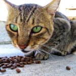 Wenn alte Katzen nicht fressen wollen… gibt es was Neues!