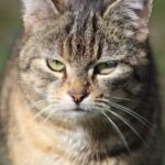 Die ältere Katze: Schilddrüsenüberfunktion
